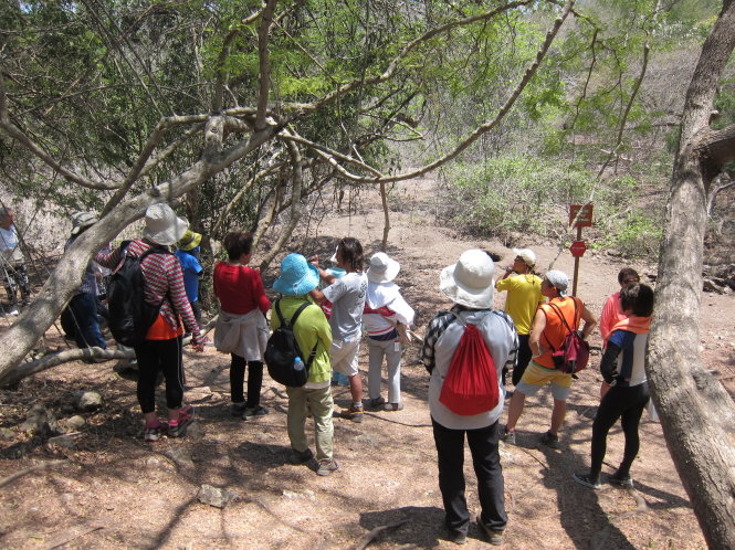 Du khách Nhật đang nghe hướng dẫn viên giải thích tập quán sinh sống của rồng Komodo phía trước ổ trứng. NCL