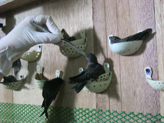 Kỹ thuật viên chăm sóc chim yến non. Khi yến bay khỏe sẽ đưa ra thả tại Côn Đảo