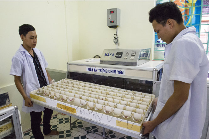 Trứng yến lấy từ Côn Đảo, sau đó đưa vào hệ thống máy ấp tại Khánh Hòa