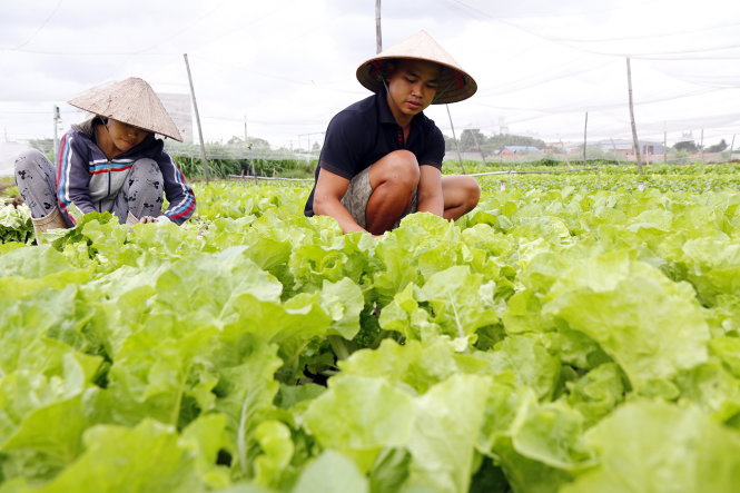 Anh Lý Anh Tuấn (26 tuổi) và vợ là chị Nguyễn Thị Hoa Cúc (cùng quê ở Vĩnh Phúc) đến ấp 5, xã Đông Thạnh, H.Hóc Môn (TP.HCM) trồng rau gần bốn năm nay-NGỌC DƯƠNG