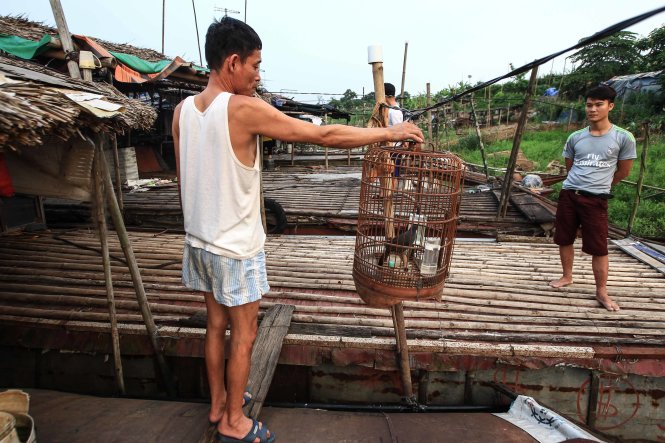 Ông Xuân (52 tuổi) chăm sóc chú chim chào mào. Ông cho biết mỗi ngày đi làm về, nghe tiếng chim hót cũng khiến tinh thần sảng khoái hơn