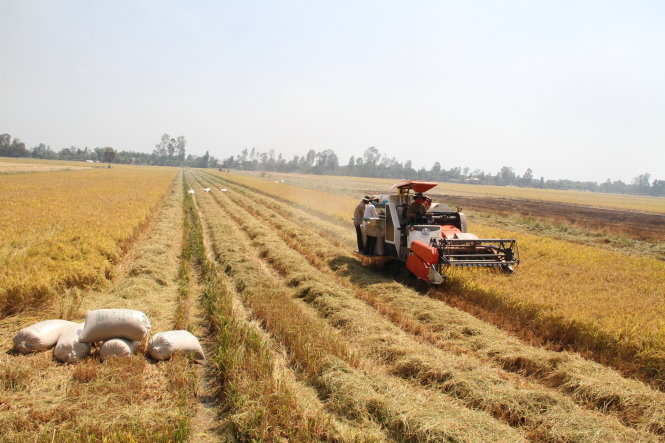Các thửa ruộng không nhất thiết phải dành cho trồng lúa, nông dân không nhất định phải thâm canh 3 vụ-Vân Trường