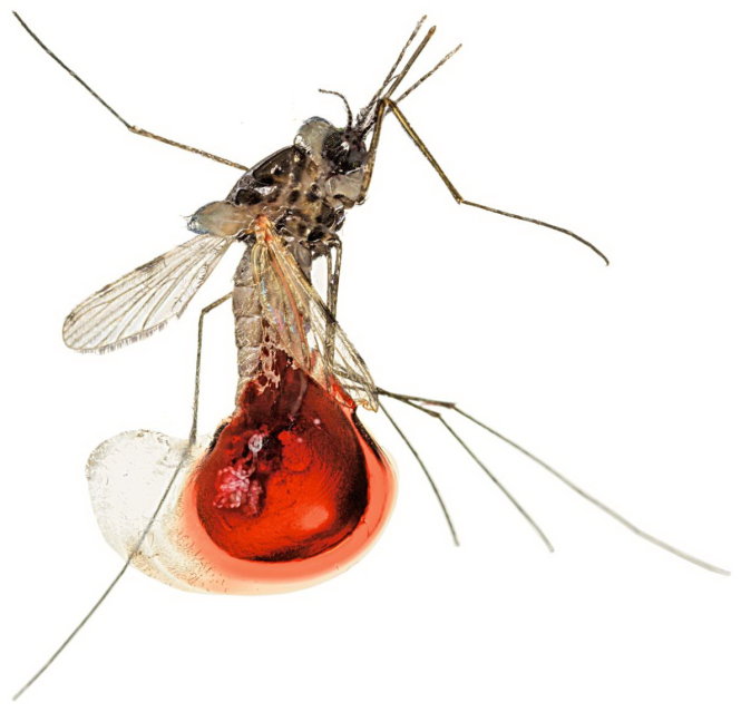 Công nghệ CRISPR giúp tạo ra loài muỗi mới không thể truyền bệnh-National Geographic