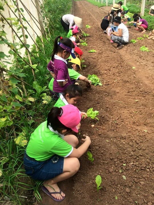 Tham gia trồng rau ở H.Thanh Trì, Hà Nội của CLB Mul Kidz-T.L.