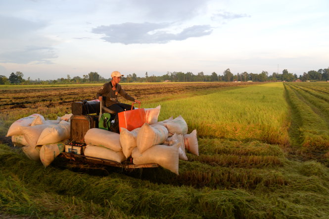 Việt Nam sẽ sớm trở thành cường quốc số 1 thế giới về lúa gạo, theo FAO - OECD -Hữu Khoa