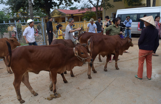 Tặng 20 con bò cho dân vùng lũ Châu Hóa
