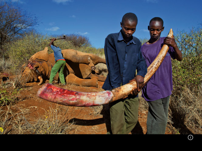Kiểm lâm chặt lấy ngà sau khi con voi bị giết một cách bất hợp pháp ở rừng quốc gia Amboseili, Kenya. Trong 6 tháng đầu năm 2015, 6 kiểm lâm thiệt mạng khi bảo vệ đàn voi Kenya, trong khi 23 tay săn trộm bị giết