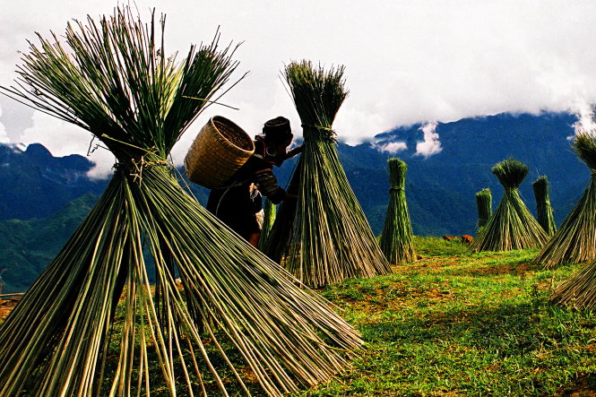 Người H'mong phơi cây lanh, trang phục của người H'mong Sapa đều được dệt từ vải lanh