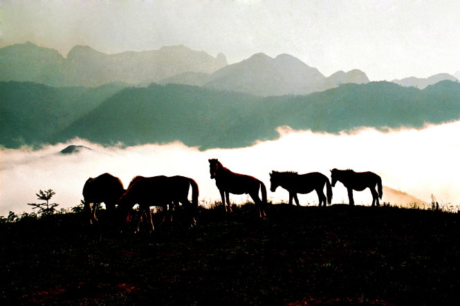 Đàn ngựa H'Mông trên dãy Hoàng Liên