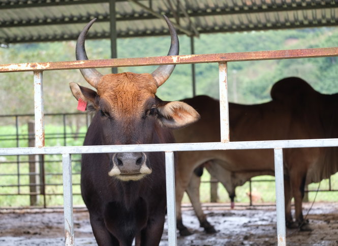 Bò tót lai bò nhà giống đực thế hệ đầu tiên (F1) đang nuôi nhốt để giao phối với  bò nhà-MAI VINH