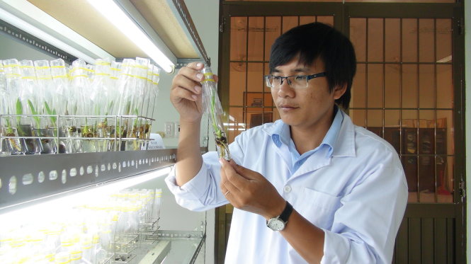 Thạc sĩ Nguyễn Ngọc Trai theo dõi phôi giống dừa sáp trong phòng thí nghiệm -M.Tâm