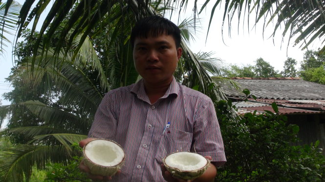 Anh Đặng Minh Bé cho biết tất cả trái trên cây đều đạt tỉ lệ 100% là trái sáp -Minh Tâm