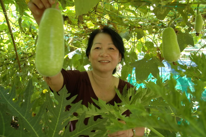 Bà Hồ Thị Hồng trồng giàn bầu cạnh cây đu đủ để ngăn côn trùng xâm hại-Lư Thế Nhã