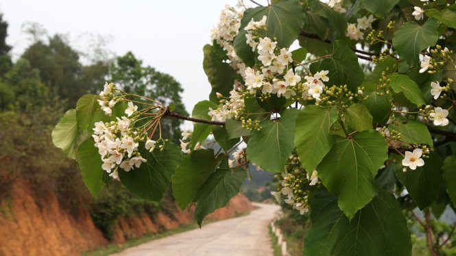 Đại ngàn Trường Sơn rợp sắc trắng tinh khôi mùa hoa trẩu- Ảnh 2. Bình Liêu tháng 4 - mùa hoa trẩu