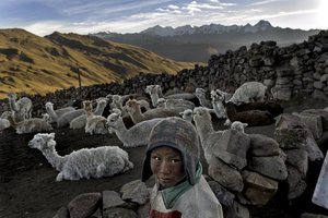 Alvaro Kalancha Quispe, 9 tuổi, ở Bolivia, đi chăn gia súc mỗi ngày. Cả gia đình em, sau cái chết của người cha, kiếm được 200 đôla mỗi năm từ việc bán lông đàn gia súc này-Renée C. Byer