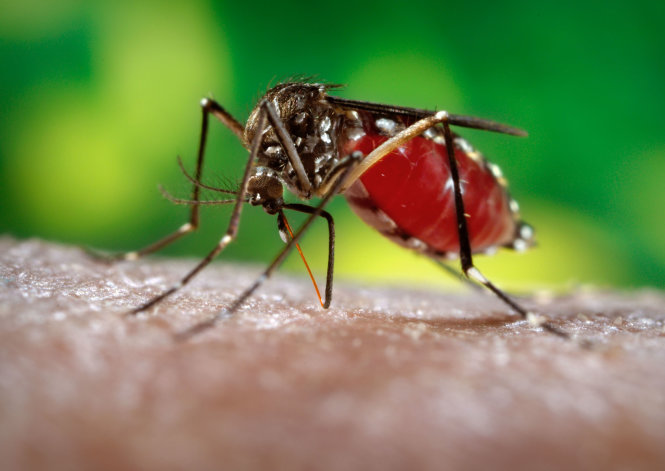 2006-Prof. Frank Hadley Collins, Dir., Cntr. for Global Health and Infectious Diseases, Univ. of Notre Dame--This 2006 photograph depicted a female <i>Aedes aegypti</i> mosquito while she was in the process of acquiring a blood meal from her human host, who in this instance, was actually the biomedical photographer, James Gathany, here at the Centers for Disease Control.  Youll note the feeding apparatus consisting of a sharp, orange-colored fascicle, which while not feeding, is covered in a soft, pliant sheath called the 