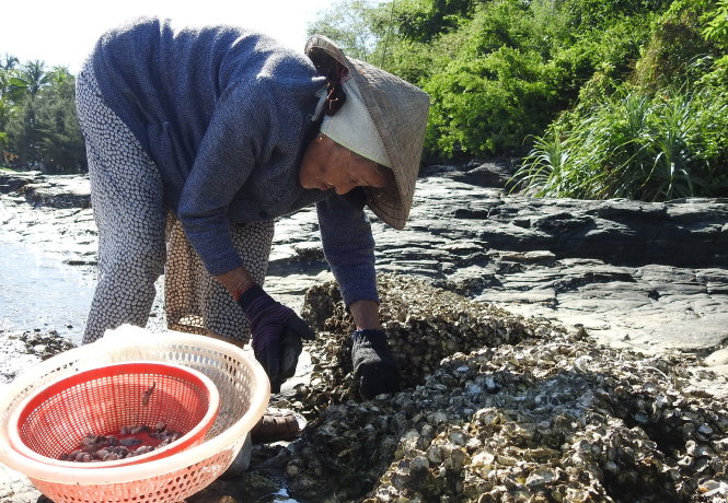Bà Phạm Thị Liên (79 tuổi) có hơn 50 năm làm nghề đục đá lấy hàu ở biển Bàn Than.-Ảnh: V.HÙNG