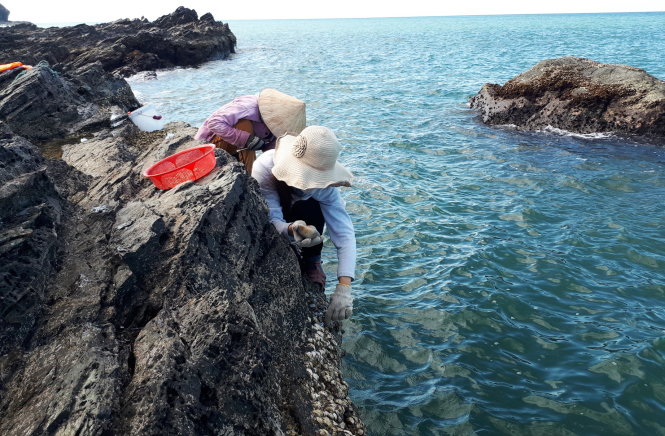 Những người phụ nữ thôn Thuận An, xã Tam Hải bám trên những ghềnh đá ngoài biển để đục lấy hàu.-Ảnh: LÊ TRUNG