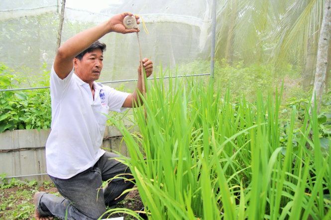 Ông Phạm Văn Nhựt bên giống lúa mới với tính năng chịu mặn tốt mà ông sắp tung ra 
thị trường. -Ảnh: Mậu Trường