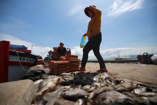 Xác cá chết nằm la liệt dọc các con đường ven biển ở huyện Vạn Ninh, tỉnh Khánh Hòa.-Ảnh: NAM TRẦN