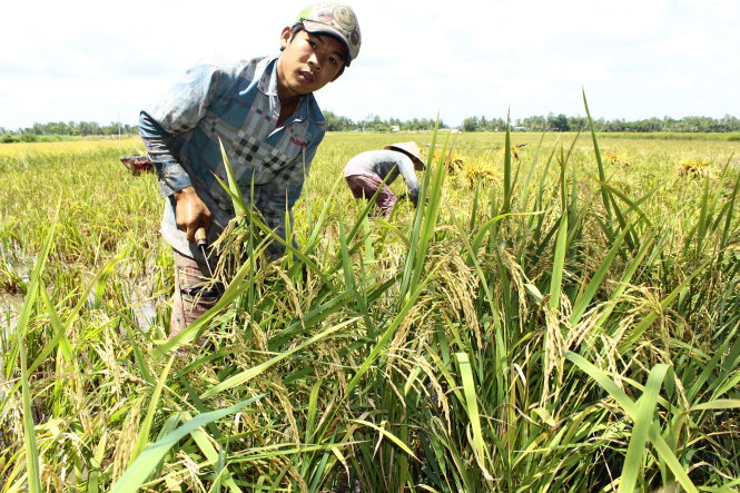 Đất đai vừa là tài sản vừa là sinh kế của người dân nông thôn.-Ảnh: Chí Quốc