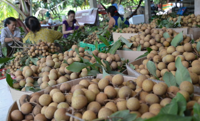 Nhãn là một trong số ít trái cây tươi vừa được chấp nhận tại thị trường Mỹ. Trong ảnh: thu hoạch nhãn Edor tại Châu Thành, Đồng Tháp. -Ảnh: Thành Nhơn