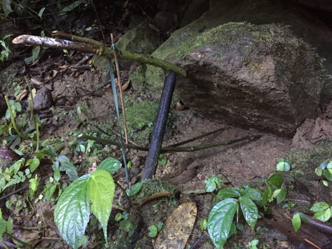 Một bẫy đá đặt tại trại sâm Ngọc Linh ở xã Trà Linh
