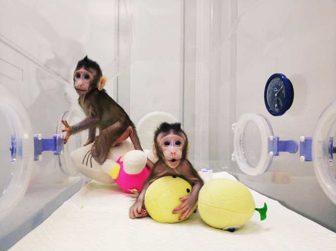 Hai con khỉ nhân bản vô tính đầu tiên. Ảnh: nbcnews.com