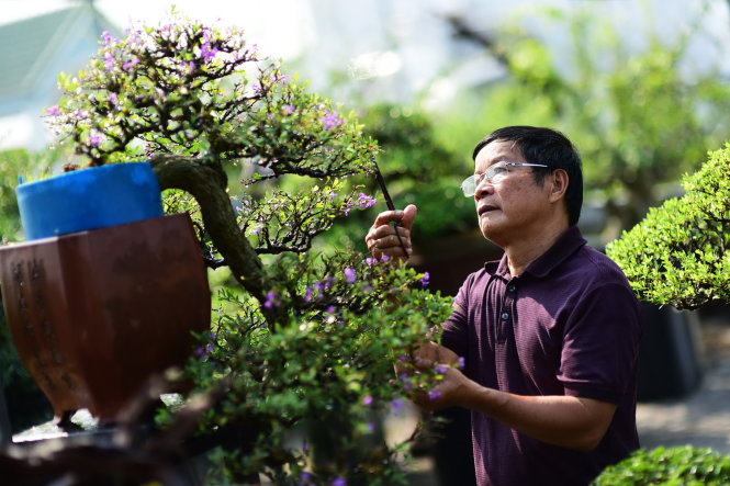 Ông Trần Thắng, 65 tuổi, ở Q.Bình Tân, TP.HCM là một nghệ nhân bonsai nổi tiếng của cả nước. Trong ảnh: ông Trần Thắng chăm sóc các chậu bonsai linh sam vừa nhú hoa kịp dịp Tết này. Ảnh: QUANG ĐỊNH
