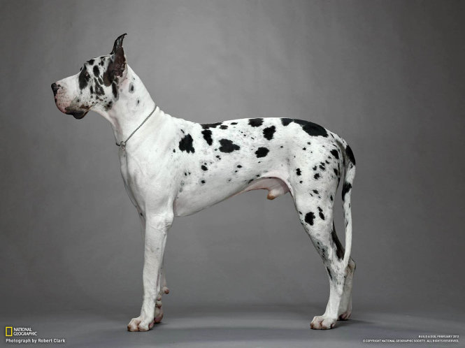 Chó đa-noa (Grand Danois - Great Dane). Ảnh: National Geographic