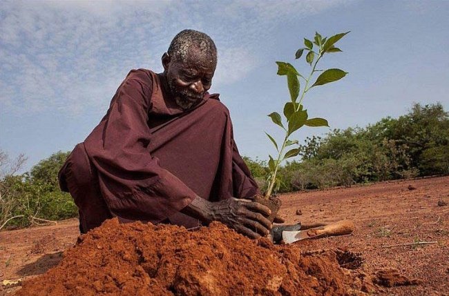 Yacouba Sawadogo, người đã bị cười nhạo khi muốn trồng rừng ở nơi mà tất cả các tổ chức, nhà khoa học đã phải bó tay: vùng sa mạc Sahara ở Burkina Farso. Ảnh: upgraders.org