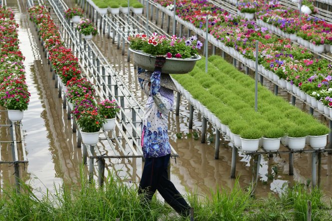 Mùa hoa Tết -Một lao động nữ ở làng hoa Tân Quy Đông (Sa Đéc) mùa tết. Ảnh: Trần Đình KHải