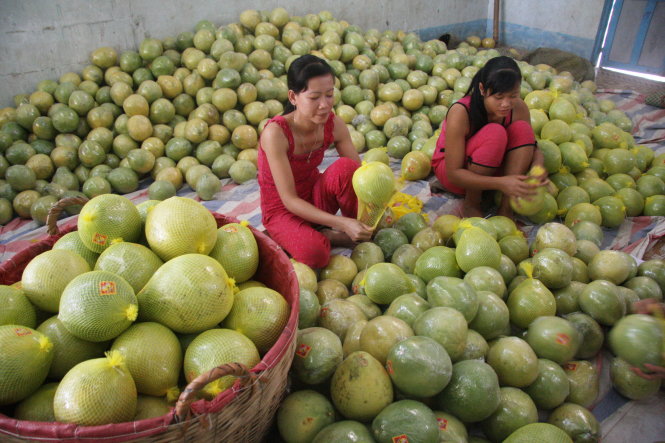 Thu mua bưởi xuất khẩu tại tỉnh Vĩnh Long. Ảnh: CHÍ QUỐC