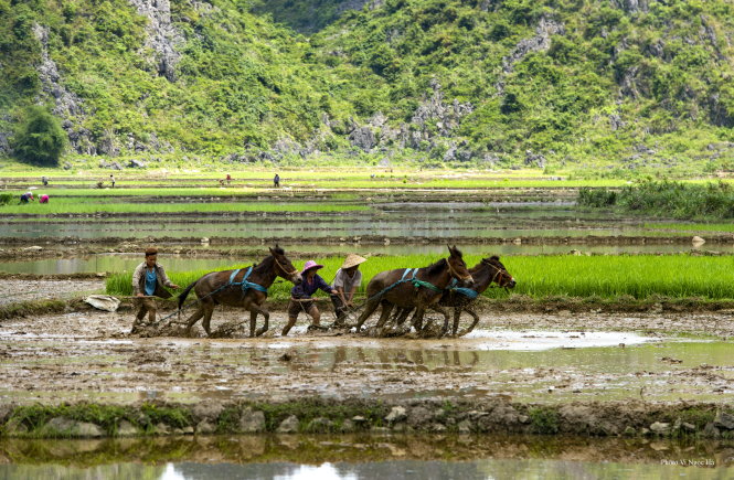 Ở những thửa ruộng sâu, lồ luôn là phương án duy nhất được người dân sử dụng để cày bừa