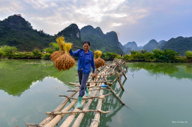 Nếp ong được người dân bó thành từng bó lớn gánh từ đồng về trong mùa thu hoạch tháng 10 hằng năm