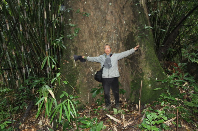 Một cây gỗ đường kính khoảng 2m trong vùng lòng hồ thủy điện Nước Biêu, Quảng Nam. Ảnh: V.N.L.