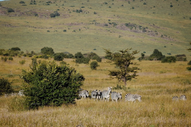Serengeti Ảnh Trần Thùy Linh
