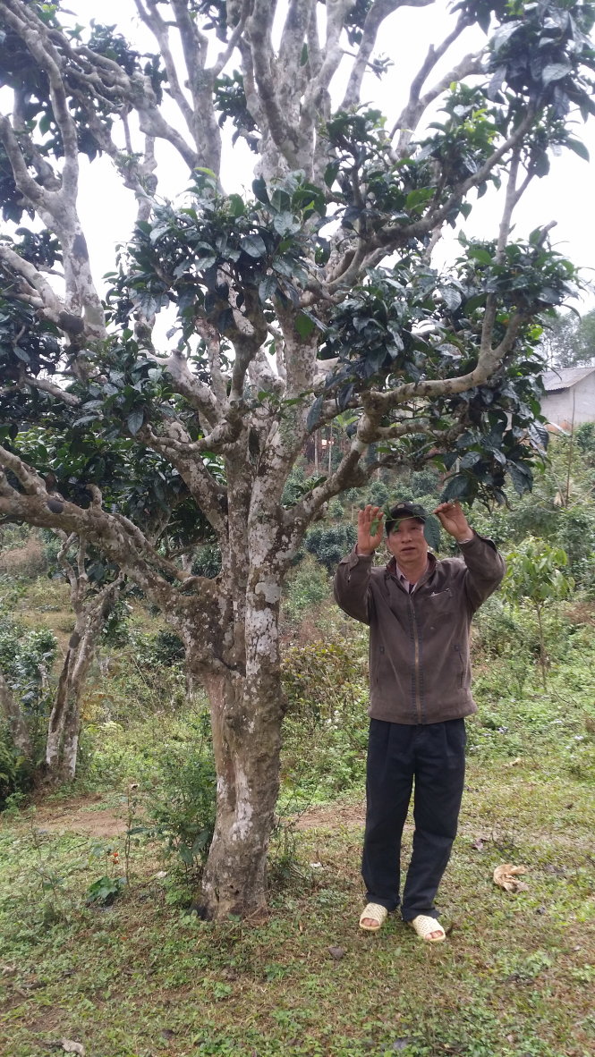 Ông Nông Văn Thuẩn, 57 tuổi, người Tày ở thôn Bản Quân, xã Bằng Phúc, bên cây trà trăm tuổi. Ảnh: Đỗ Quang Tuấn Hoàng