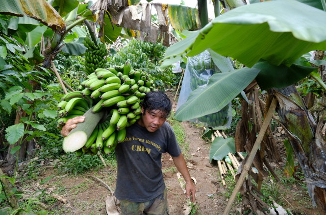 Một buồng chuối Laba đạt chất lượng nặng hơn 50kg, thu hoạch khi còn xanh để có thể bảo quản lâu và được ủ chín tại nơi tiêu thụ. Ảnh: M.VINH