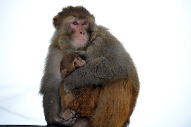 Khỉ sưởi ấm cho con trong thời tiết băng giá. Ảnh: Getty Images