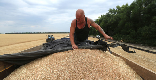 Một nông dân Nga đang che phủ lúa mì vừa thu hoạch ở Belgorod, ảnh chụp tháng 7-2018. Ảnh: Bloomberg