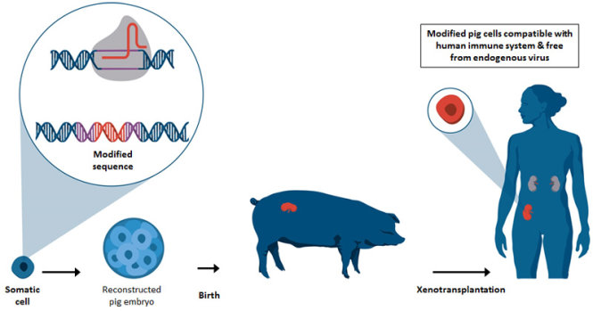 Chỉnh sửa tế bào xôma, cấy vào phôi lợn để sinh ra lợn mang nội tạng tương thích với việc ghép cho con người.