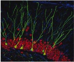 Hình 1: Những tế bào gốc (stem cell) di chuyển lên phía trên bề mặt và chuyển hóa thành nơron.