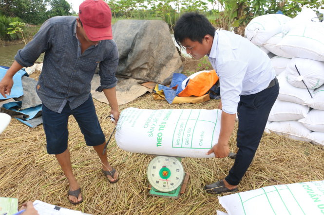 Lúa do nông dân huyện Thạnh Phú, tỉnh Bến Tre làm ra được thương lái thu mua tại ruộng với giá cao. 
Ảnh: MẬU TRƯỜNG