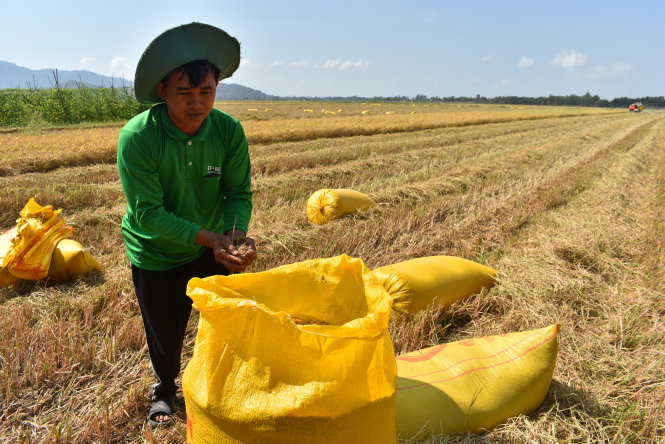 Ông Nguyễn Văn Hải (xã Vĩnh Gia, huyện Tri Tôn, An Giang) sản xuất lúa IR 50404 bán cho thương lái đầu vụ với giá chỉ 4.300 đồng/kg. Ảnh: BỬU ĐẤU