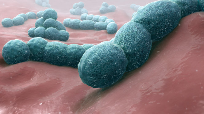 Streptococcus pneumoniae nhìn qua kính hiển vi. Ảnh: Wikipedia