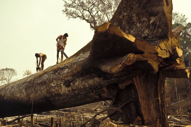 Tình trạng phá rừng để khai thác gỗ và phát triển nông nghiệp là mối đe dọa lớn nhất với rừng Amazon. Ảnh: Getty Images
