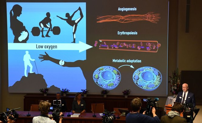 Thuyết trình về tầm quan trọng của dưỡng khí tại buổi công bố giải Nobel y sinh 2019. Ảnh: AFP