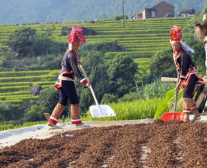 Phụ nữ Dao Thanh Phán phơi hoa hồi trên sân trước nhà.