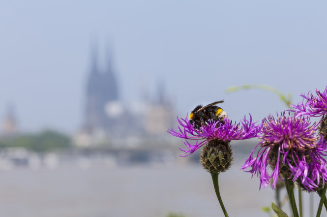 Nguồn thực phẩm của ong trong thành phố đa dạng hơn ở vùng nông thôn. Ảnh: JSTOR Daily